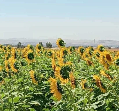 p6image copiée de l'article