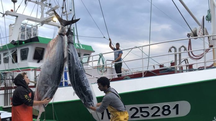 Lancement-ce-jeudi-de-la-campagne-de-peche-du-thon-rouge