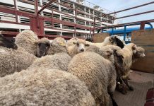 Mostaganem : Arrivée du premier navire d’ovins importés pour l’Aïd El-Adha