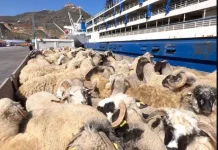 Port d’Oran : Arrivée de 23.000 moutons d’Espagne