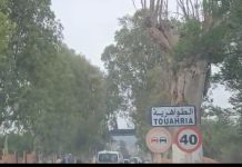 Touahria : Entre sillons fertiles et chants bédouins, l’âme d’un terroir