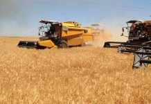 CAMPAGNE MOISSON-BATTAGE DANS LE SUD : Une mobilisation nationale pour une récolte stratégique