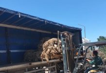Relizane : GITEX recycle les peaux de mouton de l’Aïd