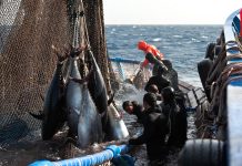 PÊCHE AU THON ROUGE 2026 : Lancement de la campagne nationale avec 41 navires