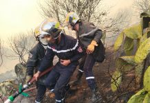 Extinction des feux de forêt : L’action héroïque de la Protection civile hautement saluée