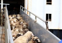 Importation des moutons de l’Aïd Al-Adha 2026 : Des ovins d’origine inconnue ont été commercialisés