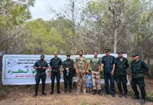SIDI BELATTAR (MOSTAGANEM) : Des perdrix sauvages relâchées dans la forêt de Sidi Omar